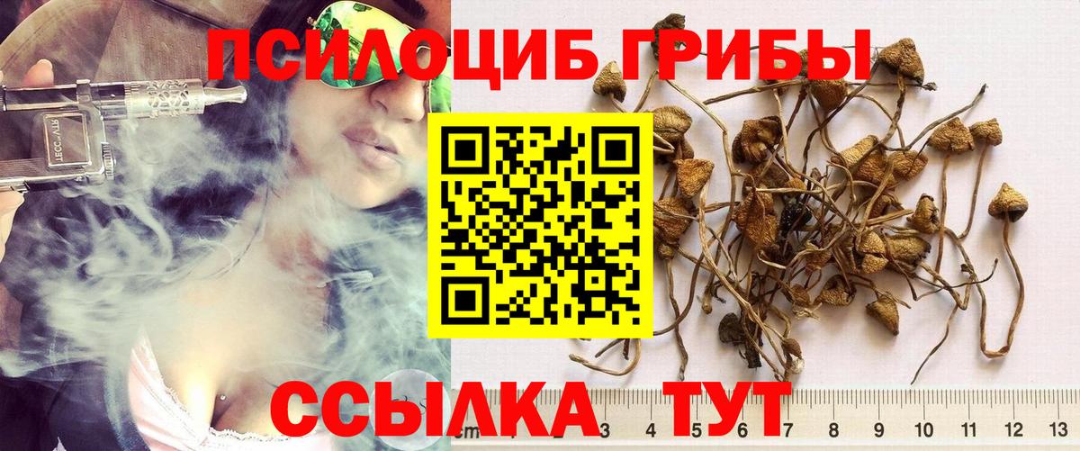 где продают наркотики  Псилоцибиновые грибы Psilocybine cubensis  Вход с VPN  Красногорск 